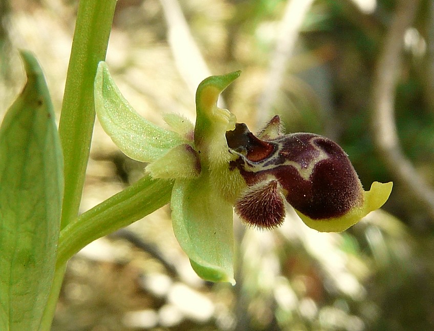 Ophrys scolopax